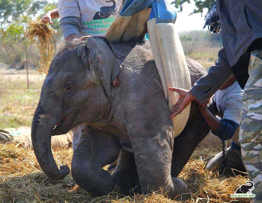 रेल की टक्कर के बाद हाथी के बच्चे का नया जीवनः बानी की प्रेरणादायक कहानी